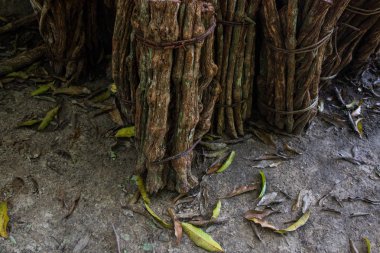 Ayahuasca Bitki veya Yage. Banisteriopsis caapi asma. Tradtional bitki tıbbı. ruhun liana' sı, ölülerin liana'sı, ruh liana. odunsu asma. Peru'da şamanlar ve törenler