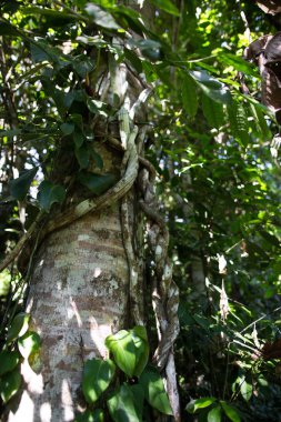 ayahuaska ağaç gövdesine tırmanıyor. Banisteriopsis caapi asma. Tradtional bitki tıbbı. ruhun liana' sı, ölülerin liana'sı, ruh liana. odunsu asma. Peru'da şamanlar ve törenler