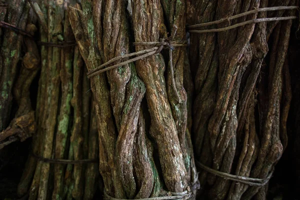 Ayahuasca sarmaşık bağlı ve pişirmeye hazır doğranmış sapları yakın. Bitkisel ilaç. odunsu asma. ruhun Liana 