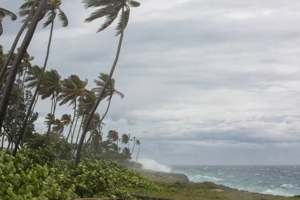 Furacão Tropical Palmeiras Curvam Vento Forte Grandes Ondas Batendo Rochas — Fotografia de Stock