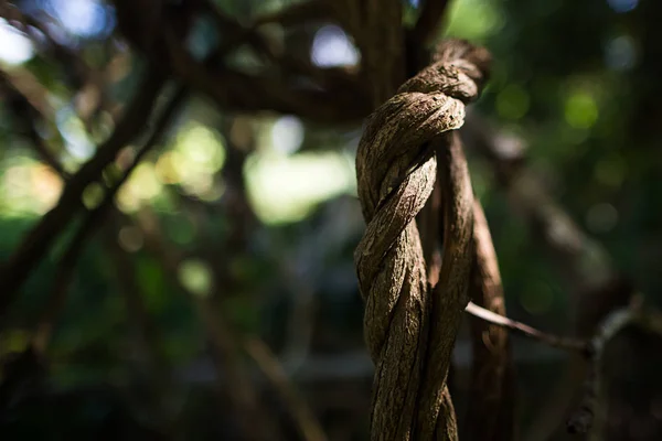 Liana Crece Bajo Sol Selva Amazónica Banisteriopsis Caapi Vine Medicina — Foto de Stock