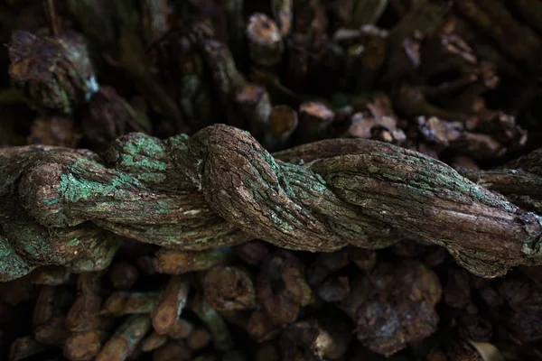 Primer Plano Ayahuasca Listo Para Cocinar Liana Banisteriopsis Caapi Vine — Foto de Stock