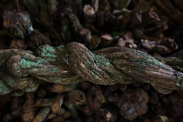 Ayahuasca yakın çekim. Liana'yı pişirmeye hazır. Banisteriopsis caapi asma. Tradtional bitki tıbbı. ruhun liana' sı, ölülerin liana'sı, ruh liana. odunsu asma. Peru'da şamanlar ve törenler