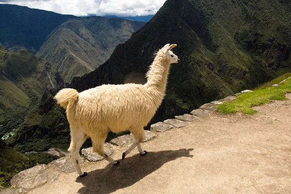 Llama, Machu Picchu dağlarında yürüyor. Antik İnka şehri Machu Picchu, İnkalar'ın bir şehridir. Dünyanın Yeni Yedi Harikasından Biri