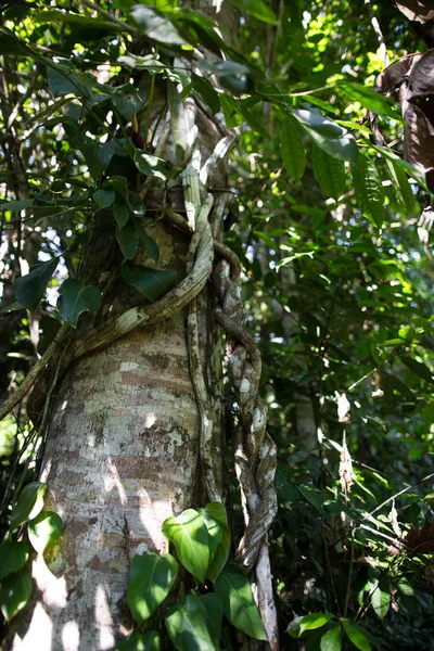 Ayahuaska Šplhá Kmen Stromu Banisteriopsis Caapi Réva Medicína Liana Duše — Stock fotografie