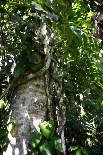 ayahuaska ağaç gövdesine tırmanıyor. Banisteriopsis caapi asma. Tradtional bitki tıbbı. ruhun liana' sı, ölülerin liana'sı, ruh liana. odunsu asma. Peru'da şamanlar ve törenler