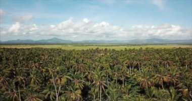 Palmiye koruluğunda hareketli bir hava manzarası. Yüksek dağlar, yeşil çayırlar ve arka planda mavi gökyüzü. Karayip denizindeki tropik bir adanın güzel doğası