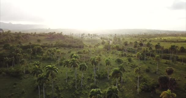 空中风景 椰子树生长在绿地上 山峦耸立在后面 热带岛屿上美丽的落日 多米尼加共和国的肥沃土地 圆形相机运动 — 图库视频影像