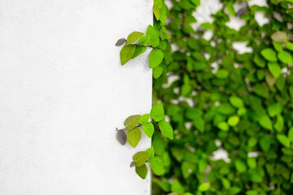 Großaufnahme Von Grünen Efeublättern Der Weißen Wand Kopieren Raum Tropischen — Stockfoto