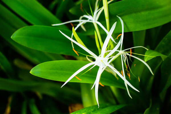 Закрыть белый цветок с оранжевыми тычинами и зелеными листьями. Тропический фон копирования пространства