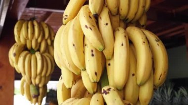 Olgun, parlak sarı muzların sallandığı ve rüzgarda salındığı büyük bir dalın yakınında bir meyve dükkanında.