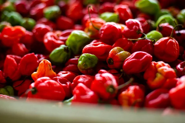 Caddedeki dükkanda bir sürü kırmızı ve yeşil Habanero biberi var. Üst Manzara. Taze meyve ve sebze kopyalama alanı arka planı 