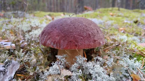 Bolet Dans Une Forêt Pins — Photo