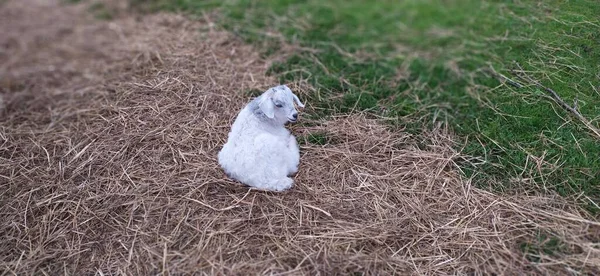 Hayvanat Bahçesindeki Kuzu