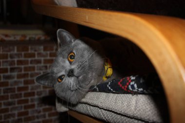 Turuncu Gözlü İngiliz Kedisi