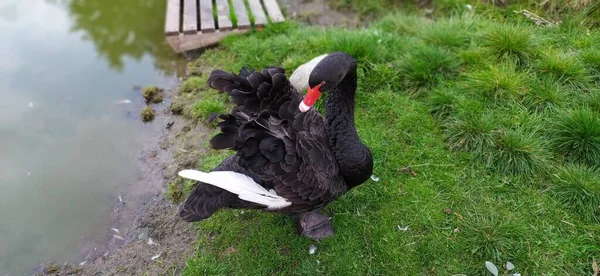 Hayvanat Bahçesindeki Siyah Kuğu