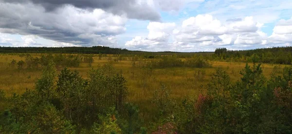 Ormandaki Bataklık Manzaralı Manzara