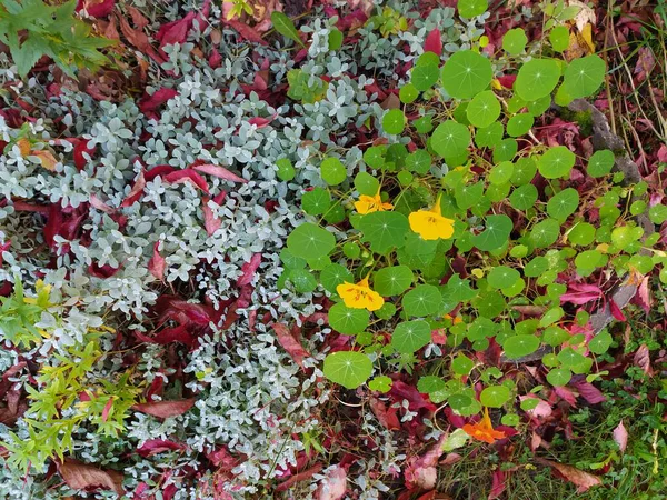 Bahçedeki Çiçeklerin Güzel Arkaplanı