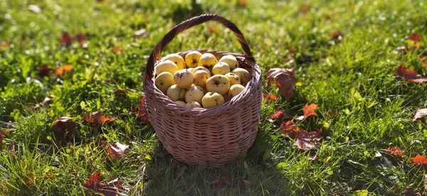 Çimlerin üzerinde elma sepeti