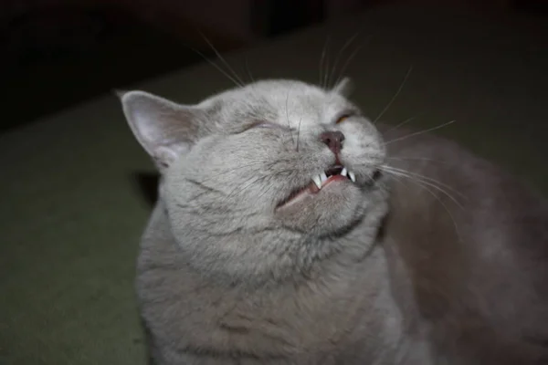 The British Cat Is Trying To Sneeze