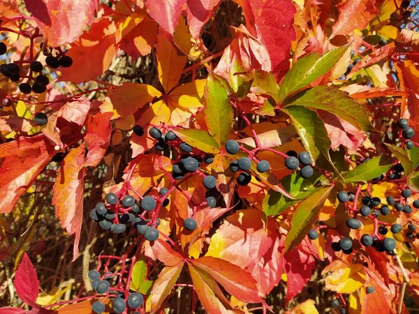 Kırmızı Yapraklı Arkaplan Yakın plan