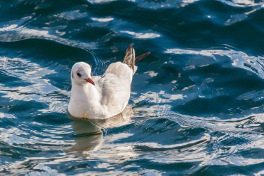 Suda yüzen martıların yakın görüntüsü.