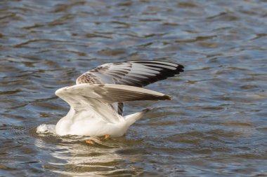 Suda avlanan martıların yakın görüntüsü.