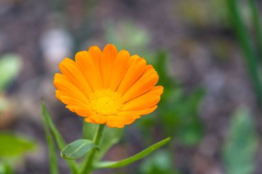 Turuncu Calendula officinalis 'in (saksı kadife çiçeği, rubleler, kadife çiçeği, bahçe kadife çiçeği, İngiliz kadife çiçeği veya İskoç kadife çiçeği) yakın görüntüsü, kopyalama alanı