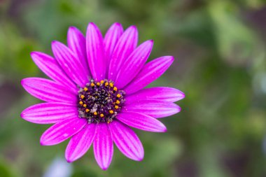 Eflatun bir Osteospermum 'un yakın görüntüsü