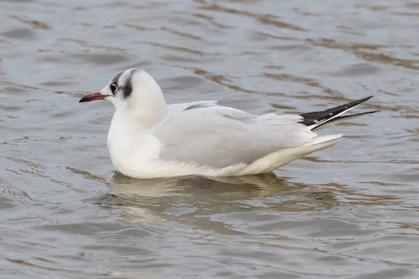 Close Zicht Meeuwen Zwemmen Water — Stockfoto