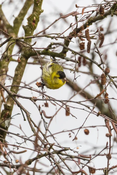 Vista Perto Siskin Eurasiático Spinus Spinus Pendurado Árvore — Fotografia de Stock