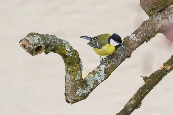 Close View Great Tit Parus Major Sitting Tree — Stock Photo, Image