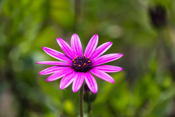 Närbild Magenta Osteospermum — Stockfoto