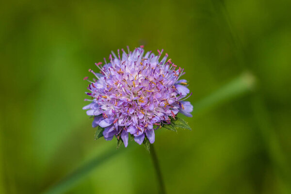Закрыть вид фиолетового крючкотворного Pterocephalus hookeri, зеленый цвет на заднем плане, доступное пространство для копирования
