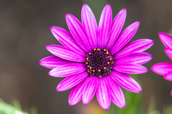 Eflatun Bir Osteospermum Yakın Görüntüsü — Stok fotoğraf