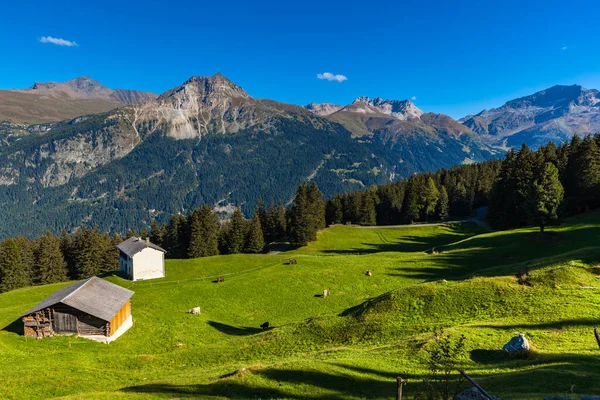 Panorama Alp Szwajcarskich Pobliżu Jeziora Lai Vons Krowami Pastwisku Pierwszym — Zdjęcie stockowe