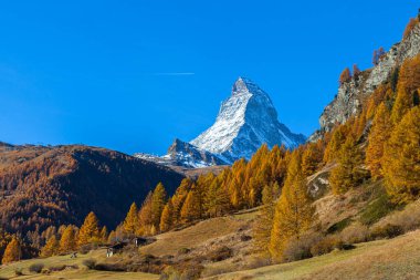 Zermatt Vadisi 'nden İsviçre Alpleri' nin ünlü Matterhorn zirvesinin göz kamaştırıcı manzarası güneşli bir sonbahar gününde altın ağaçlar ve çimenler ön planda, Valais, İsviçre