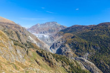 Aletsch buzulunun arka planda Eggishorn ve altın sonbaharda renkli ağaçlarla hava manzarası, Valais Kantonu, İsviçre