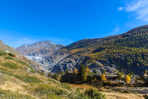 Aerial View Aletsch Glacier Eggishorn Background Corlorful Trees Golden Autumn — Stock Photo, Image