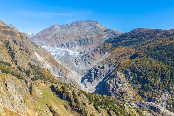 Aerial View Aletsch Glacier Eggishorn Background Corlorful Trees Golden Autumn — Stock Photo, Image