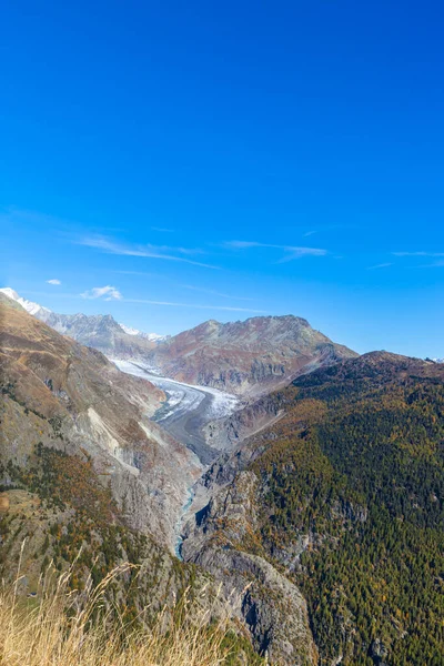 Letecký Pohled Aletschův Ledovec Kaňon Eggishornem Pozadí Květnatými Stromy Zlatém — Stock fotografie