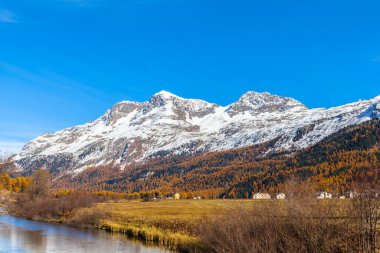 Yukarı Engadin 'deki altın sonbaharın panorama manzarası, İsviçre Alpleri ve renkli ağaçların Piz Corvatsch' ı ve İsviçre 'nin Grisonlar Kantonu Sils-Maria kasabası