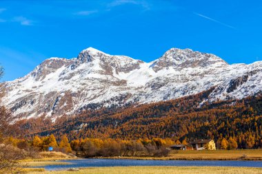 Yukarı Engadin 'deki altın sonbaharın panorama manzarası, İsviçre Alpleri ve renkli ağaçların Piz Corvatsch' ı ve İsviçre 'nin Grisonlar Kantonu Sils-Maria kasabası