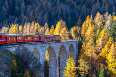 Rhaetian Demiryolu 'nun Bernina ekspres treni güneşli bir sonbahar gününde Viyadük' te renkli ağaçlarla koşuyor, İsviçre 'nin Grison Kantonu.