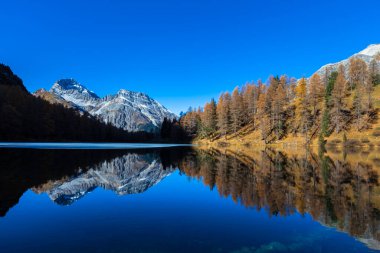 Palpuogna Gölü 'nün göz kamaştırıcı manzarası, altın tarlakuşu, Piz Ela' nın zirvesi ve sonbaharda güzel yansıması, Grisonlar Kantonu, İsviçre