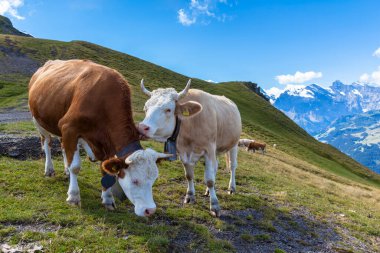Bernese Oberland 'da, Mannlichen, İsviçre' deki teleferik istasyonu yakınlarında bir çift İsviçre ineği..