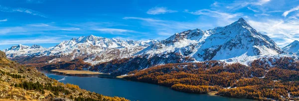 瑞士Grisons州 带着金树的上引擎的Sils湖和Swiss阿尔卑斯山全景 — 图库照片