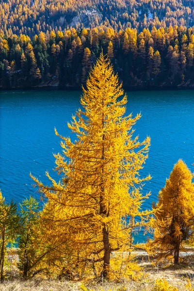 Golden Larch Φθινόπωρο Στην Πλευρά Της Λίμνης Sils Λίμνη Άνω — Φωτογραφία Αρχείου