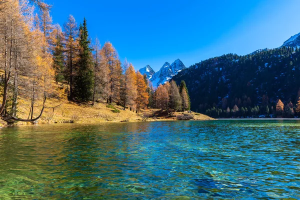 Vista Deslumbrante Lago Palpuogna Perto Passagem Albula Com Larício Dourado — Fotografia de Stock