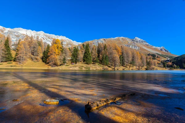 Stunning View Palpuogna Lake Albula Pass Golden Larch Autumn Canton — Stock Photo, Image